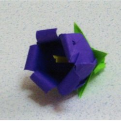 画像2: カンパニュラ・メディウム