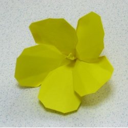 画像2: ハマボウ