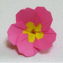 画像2: プリムラ・ポリアンサ