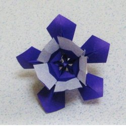 画像2: ミヤマオダマキ