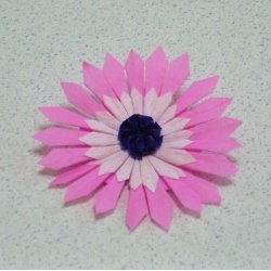 画像2: リビングストンデージーB