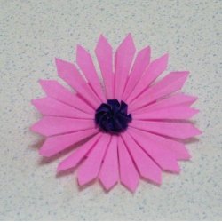 画像2: リビングストンデージーA