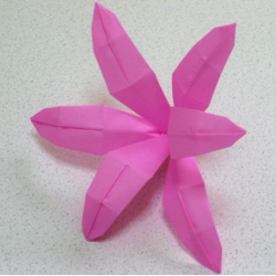 画像2: ベラドンナリリー